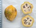 mountain pawpaw, chamburo